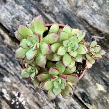 Load image into Gallery viewer, GOLDEN BLUSH berrykinn
