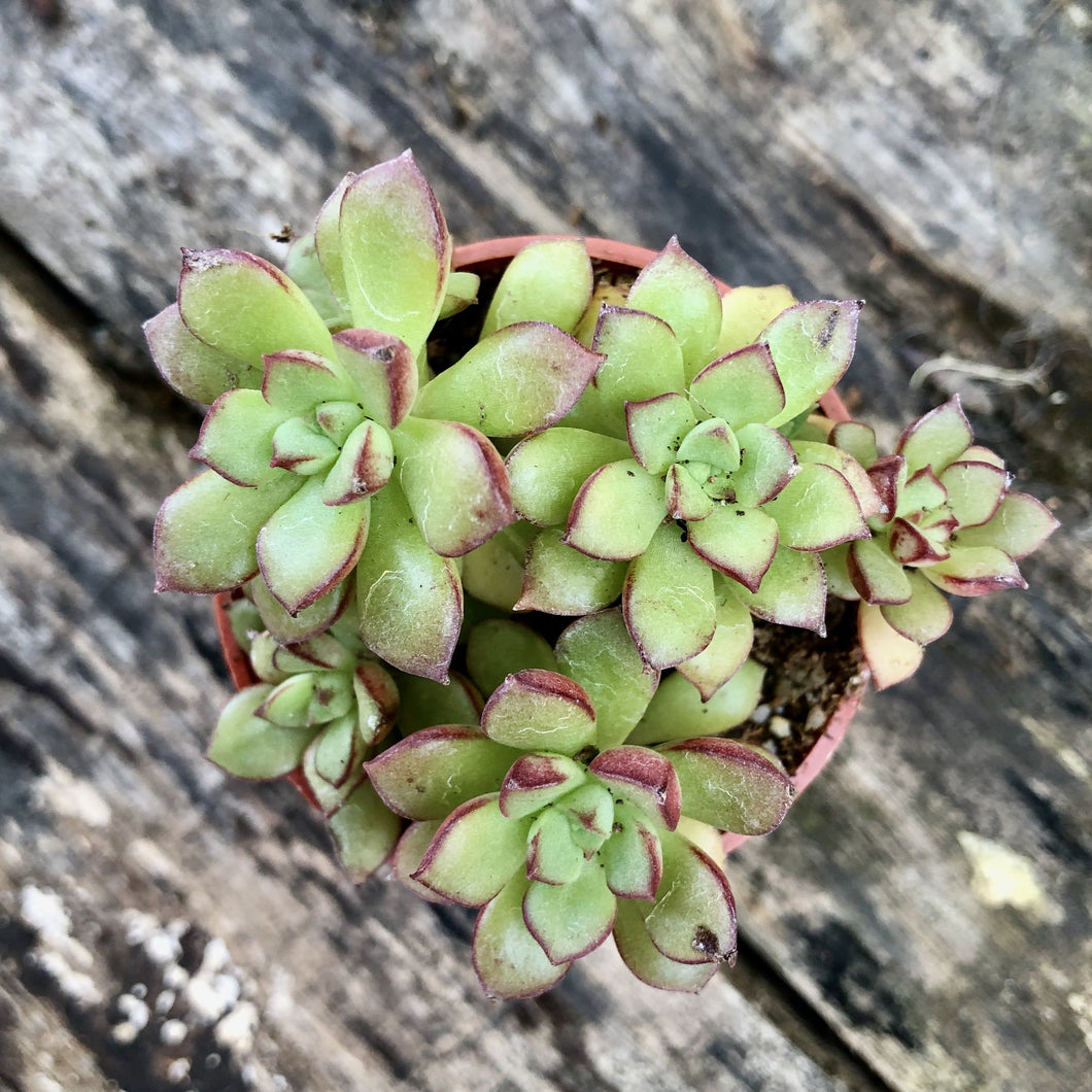 GOLDEN BLUSH berrykinn