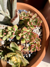 Load image into Gallery viewer, GOLDEN BLUSH berrykinn
