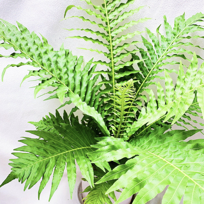 GOLDEN POLYPODY FERN berrykinn