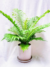 Load image into Gallery viewer, GOLDEN POLYPODY FERN berrykinn
