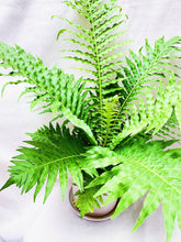 Load image into Gallery viewer, GOLDEN POLYPODY FERN berrykinn
