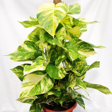 Load image into Gallery viewer, GOLDEN POTHOS (XL) berrykinn
