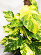 Load image into Gallery viewer, GOLDEN POTHOS (XL) berrykinn

