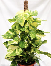 Load image into Gallery viewer, GOLDEN POTHOS (XL) berrykinn
