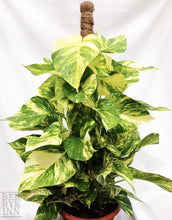 Load image into Gallery viewer, GOLDEN POTHOS (XL) berrykinn
