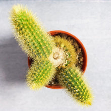 Load image into Gallery viewer, GOLDEN SNAKE CACTUS berrykinn
