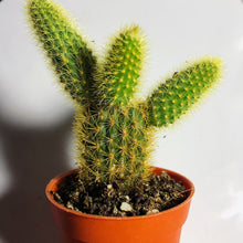 Load image into Gallery viewer, GOLDEN SNAKE CACTUS berrykinn

