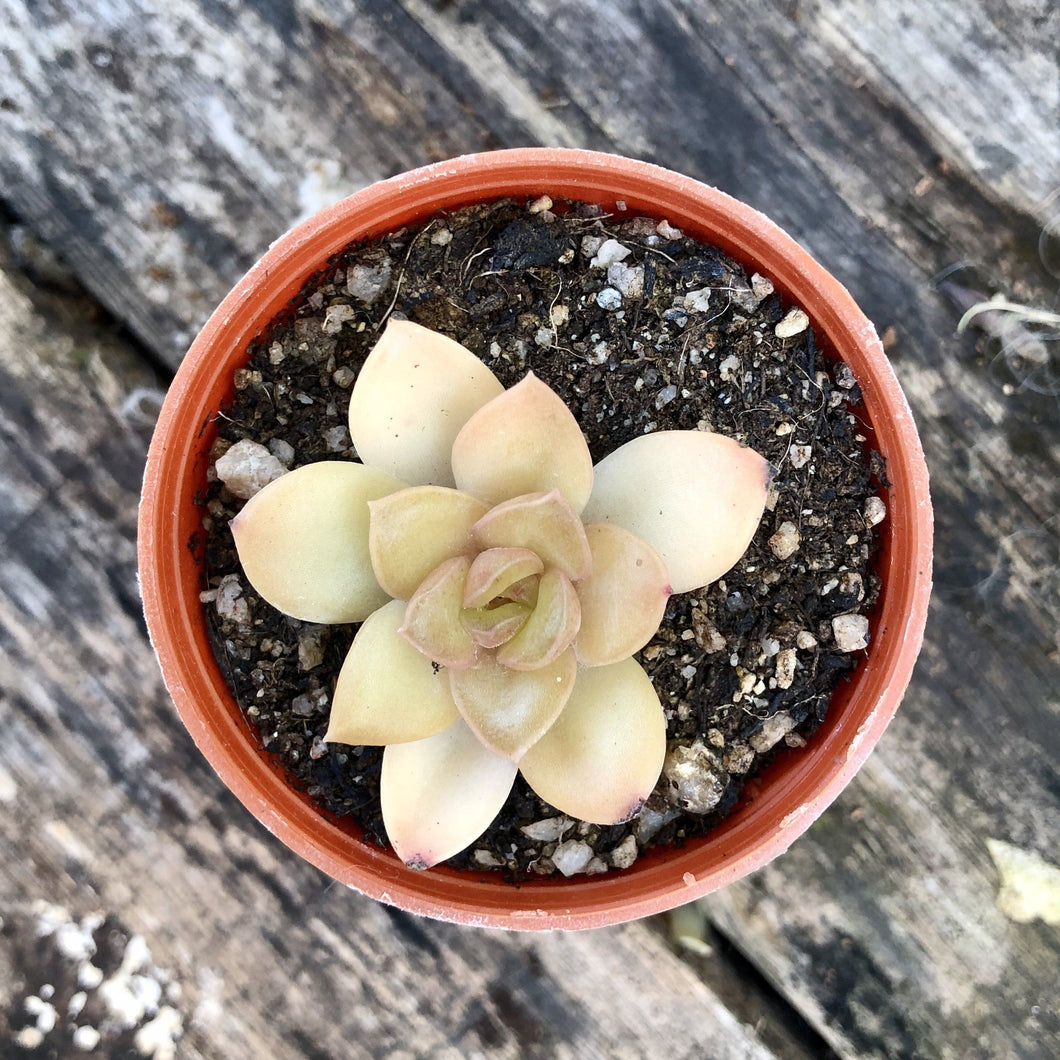 GOLDEN SUCCULENT berrykinn