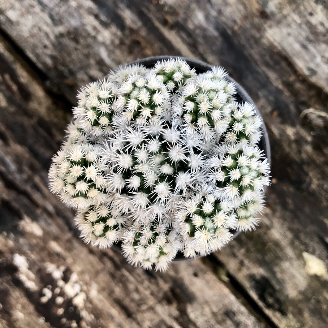 GRACILIS SNOWCAP berrykinn