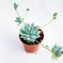 Load image into Gallery viewer, GRAPTOPETALUM MACDOUGALLII ALEXANDER berrykinn
