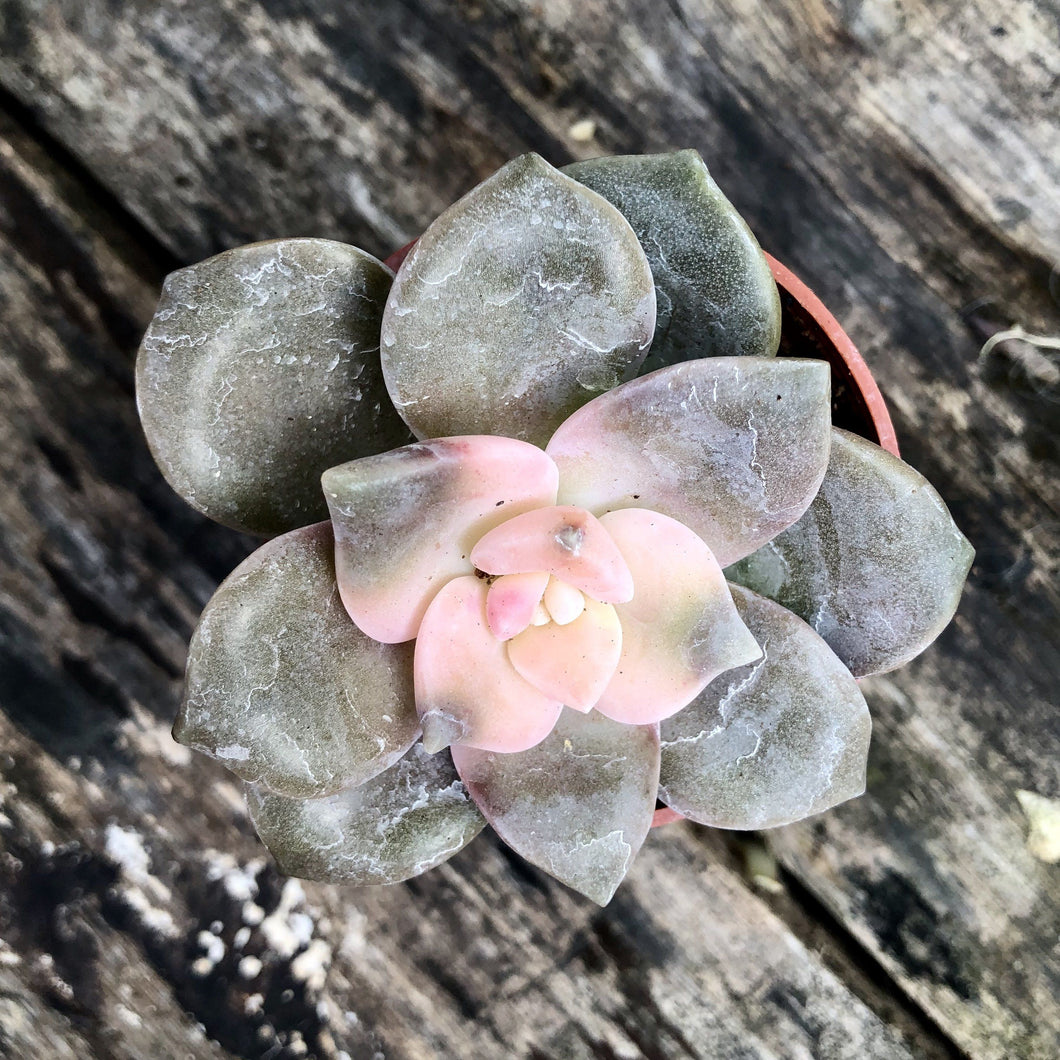 GRAPTOPETALUM PARAGUAYENSE berrykinn