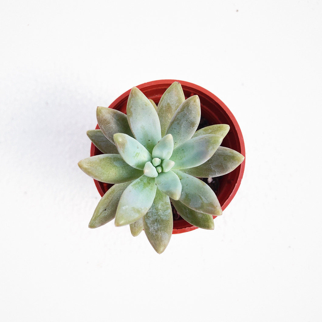 GRAPTOSEDUM FRANCESCO BALDI berrykinn