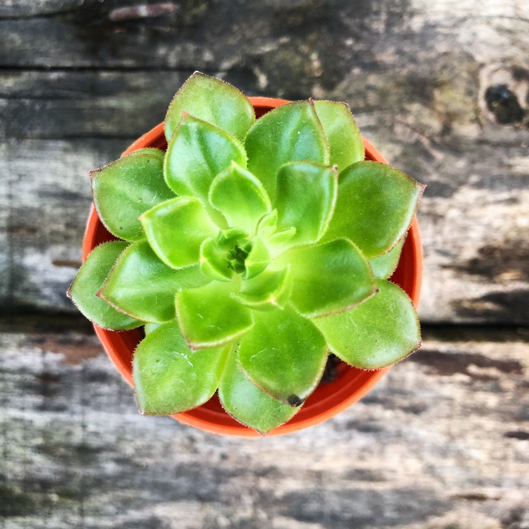 GREEN BABY berrykinn