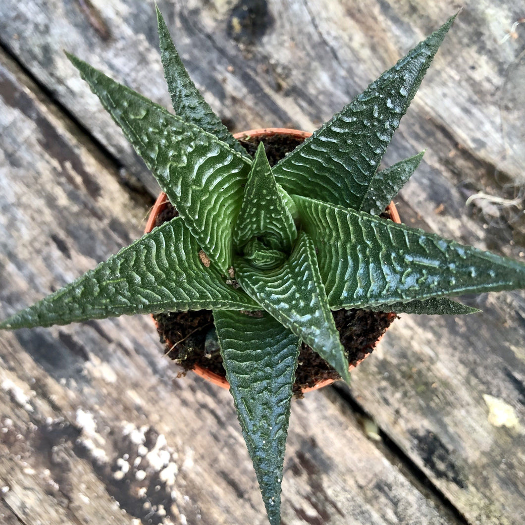HAWORTHIA ZEBRA PLANT berrykinn