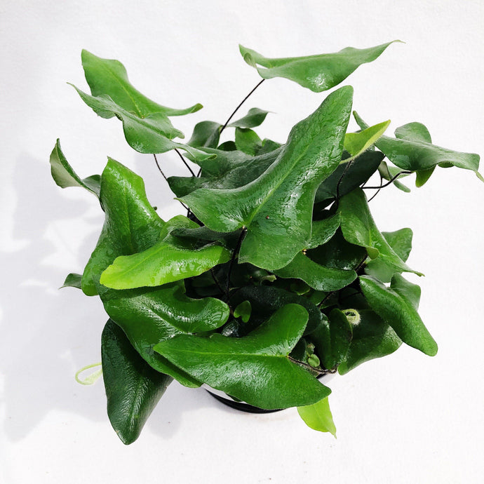 HEMIONITIS ARIFOLIA (HEART FERN) berrykinn