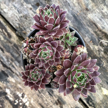 Load image into Gallery viewer, HENS AND CHICKS berrykinn
