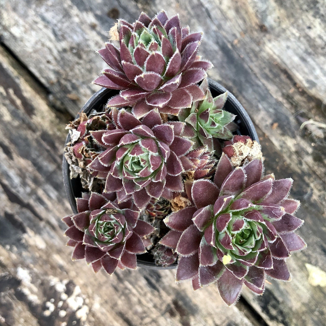 HENS AND CHICKS berrykinn