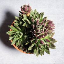 Load image into Gallery viewer, HENS AND CHICKS berrykinn
