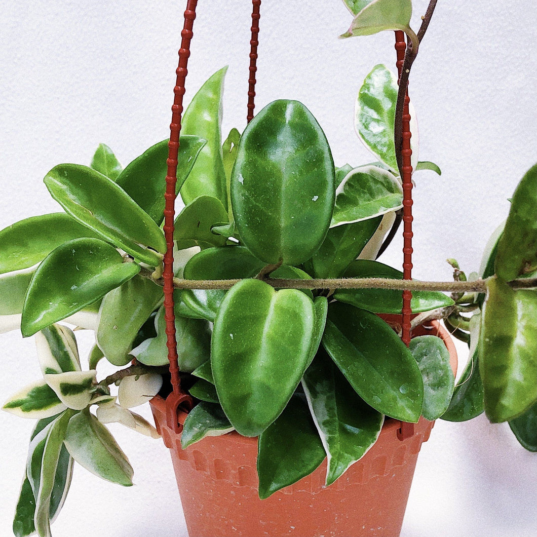 HOYA CARNOSA berrykinn