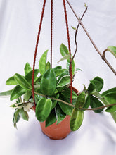 Load image into Gallery viewer, HOYA CARNOSA berrykinn
