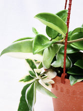 Load image into Gallery viewer, HOYA CARNOSA berrykinn
