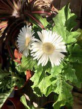 Load image into Gallery viewer, GERBERA DAISY
