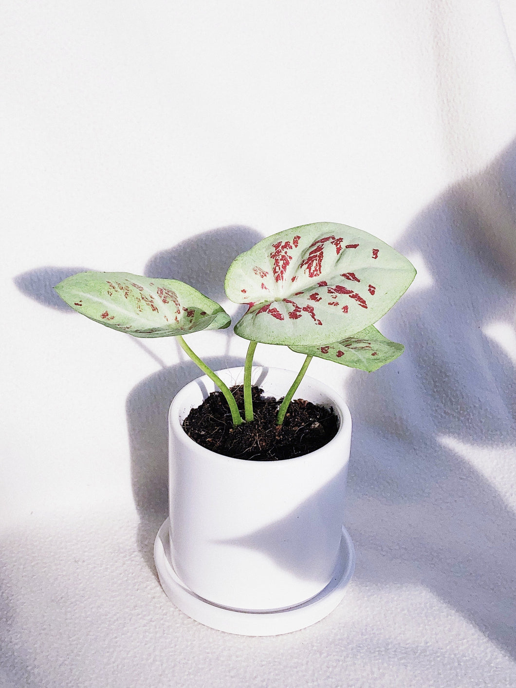 CALADIUM SERENE IN TRIPLETS