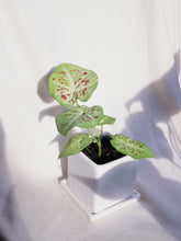 Load image into Gallery viewer, CALADIUM SERENE IN TRIPLETS
