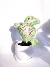 Load image into Gallery viewer, CALADIUM SERENE IN TRIPLETS
