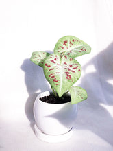 Load image into Gallery viewer, CALADIUM SERENE IN TRIPLETS
