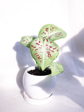 Load image into Gallery viewer, CALADIUM SERENE IN TRIPLETS
