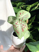 Load image into Gallery viewer, CALADIUM SERENE IN TRIPLETS

