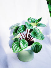 Load image into Gallery viewer, PEPEROMIA WATERMELON IN RUTH
