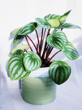 Load image into Gallery viewer, PEPEROMIA WATERMELON IN RUTH
