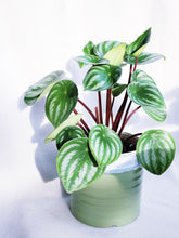 Load image into Gallery viewer, PEPEROMIA WATERMELON IN RUTH
