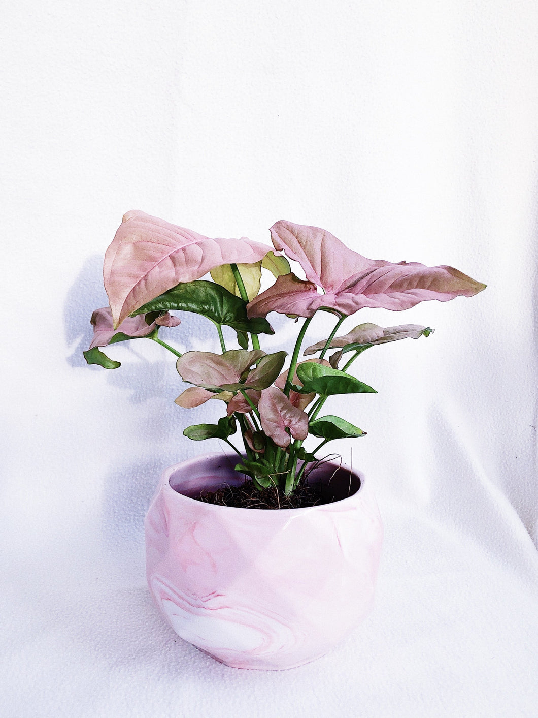 PINK SYNGONIUM IN PINK MARBLES