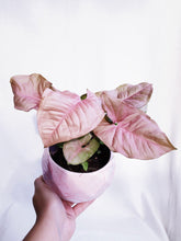 Load image into Gallery viewer, PINK SYNGONIUM IN PINK MARBLES
