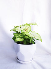 Load image into Gallery viewer, SYNGONIUM PINK ALLUSION IN ANNA

