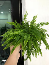 Load image into Gallery viewer, BOSTON FERN

