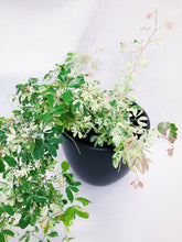 Load image into Gallery viewer, VARIEGATED MADRAS THORN
