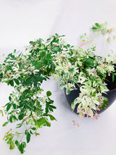 Load image into Gallery viewer, VARIEGATED MADRAS THORN
