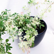 Load image into Gallery viewer, VARIEGATED MADRAS THORN
