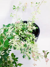 Load image into Gallery viewer, VARIEGATED MADRAS THORN
