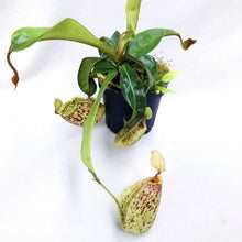 Load image into Gallery viewer, NEPENTHES HOOKERIANA (MONKEY CUP)
