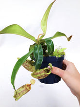Load image into Gallery viewer, NEPENTHES HOOKERIANA (MONKEY CUP)
