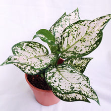 Load image into Gallery viewer, AGLAONEMA WHITE ANYAMANEE

