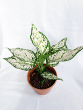 Load image into Gallery viewer, AGLAONEMA WHITE ANYAMANEE

