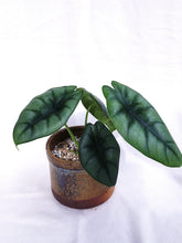 Load image into Gallery viewer, ALOCASIA REVERSA HANNAH
