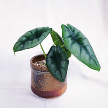 Load image into Gallery viewer, ALOCASIA REVERSA HANNAH
